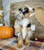 Autumn , a female Aussiedoodle and Miniature Aussiedoodle for sale in Jamul, CA – 3 of 10