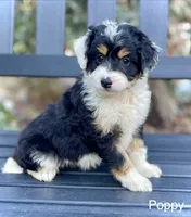 Poppy, a female Aussiedoodle and Miniature Aussiedoodle for sale in San Diego, CA – 4 of 8