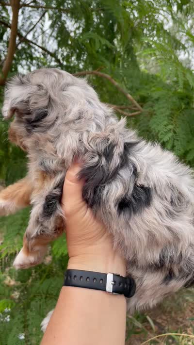 Pumpkin Spice ( one blue eye) , a female Aussiedoodle and Miniature Aussiedoodle for sale in San Diego, CA – 2 of 7