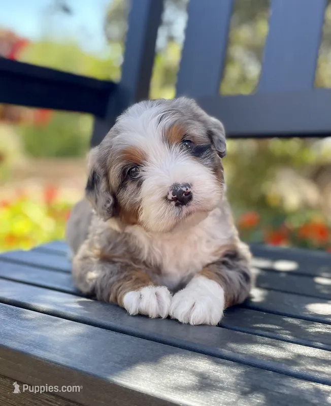 Archer – Aussiedoodle, Miniature Aussiedoodle puppy for sale in San Diego, CA