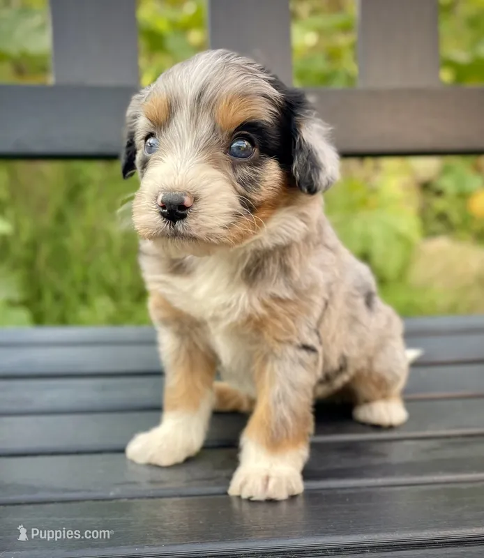 October (one blue eye)  – Aussiedoodle, Miniature Aussiedoodle puppy for sale in San Diego, CA