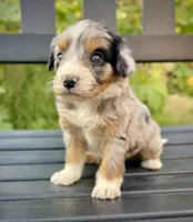 October (one blue eye) , a male Aussiedoodle and Miniature Aussiedoodle for sale in San Diego, CA – 1 of 5