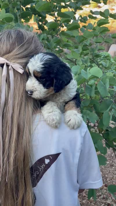 Rose, a female Aussiedoodle and Miniature Aussiedoodle for sale in San Diego, CA – 6 of 6