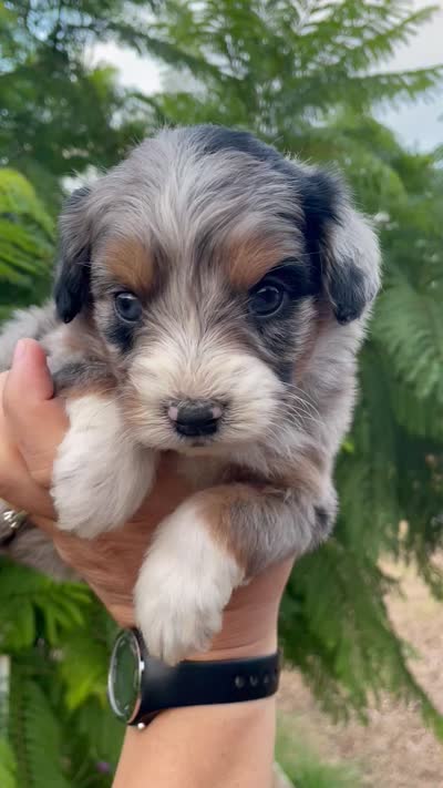 October (one blue eye) , a male Aussiedoodle and Miniature Aussiedoodle for sale in San Diego, CA – 5 of 5