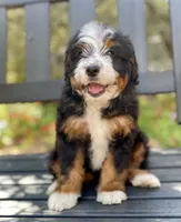 Arrow, a male Aussiedoodle and Miniature Aussiedoodle for sale in San Diego, CA – 3 of 10