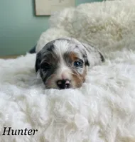 Hunter, a male Aussiedoodle and Miniature Aussiedoodle for sale in San Diego, CA – 4 of 6