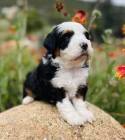 Forest *BLUE EYES*, a male Aussiedoodle and Miniature Aussiedoodle for sale in San Diego, CA – 4 of 9