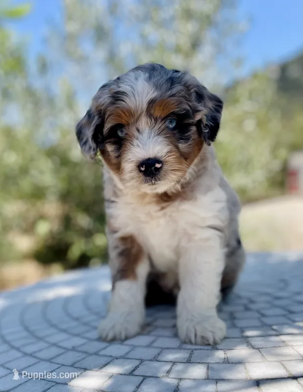 Hunter *BLUE EYES* – Aussiedoodle, Miniature Aussiedoodle puppy for sale in San Diego, CA