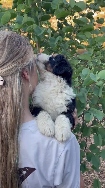 Cypress, a male Aussiedoodle and Miniature Aussiedoodle for sale in San Diego, CA – 4 of 6