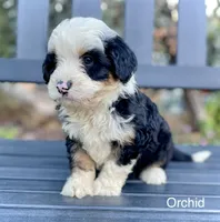 Orchid , a female Aussiedoodle and Miniature Aussiedoodle for sale in Jamul, CA – 3 of 5