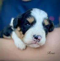 Rose, a female Aussiedoodle and Miniature Aussiedoodle for sale in San Diego, CA – 3 of 6