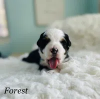 Forest , a male Aussiedoodle and Miniature Aussiedoodle for sale in San Diego, CA – 3 of 5