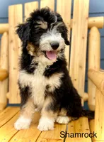 Shamrock, a male Aussiedoodle and Miniature Aussiedoodle for sale in San Diego, CA – 4 of 5
