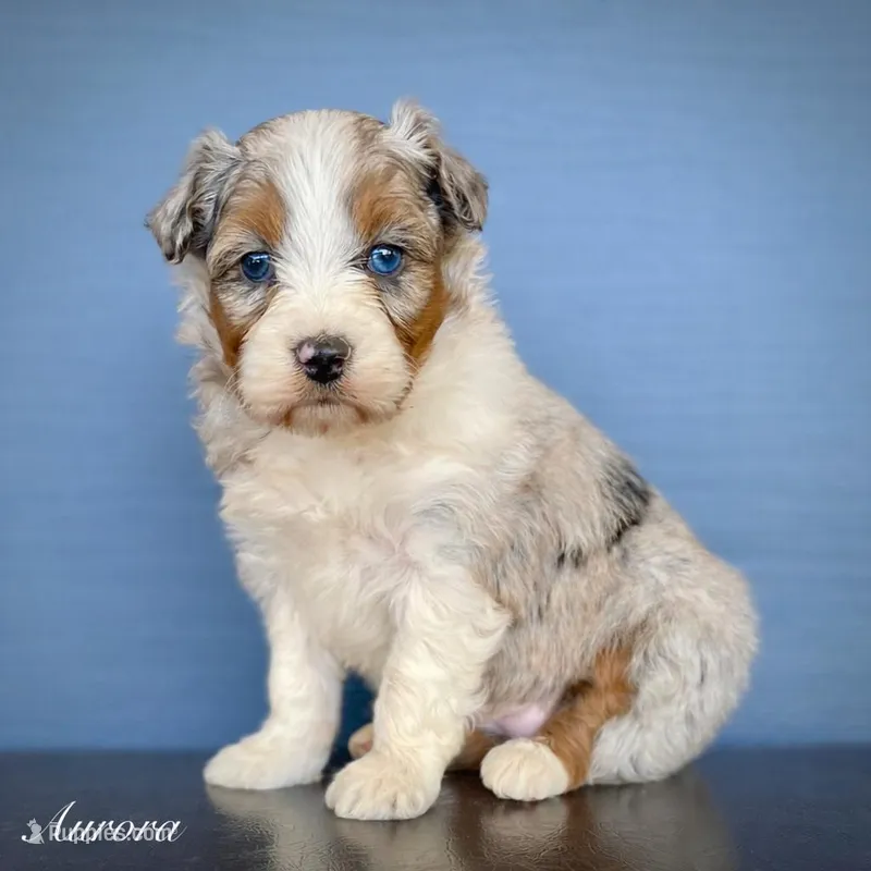 Aurora *ONE BLUE EYE*