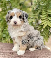 Cocoa, a female Aussiedoodle and Miniature Aussiedoodle for sale in San Diego, CA – 2 of 4