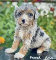 Pumpkin Spice ( one blue eye) , a female Aussiedoodle and Miniature Aussiedoodle for sale in Jamul, CA – 2 of 10