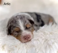 Arctic, a male Aussiedoodle and Miniature Aussiedoodle for sale in San Diego, CA – 4 of 5