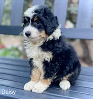 Daisy, a female Aussiedoodle and Miniature Aussiedoodle for sale in San Diego, CA – 4 of 6