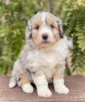 Arctic, a male Aussiedoodle and Miniature Aussiedoodle for sale in San Diego, CA – 2 of 5