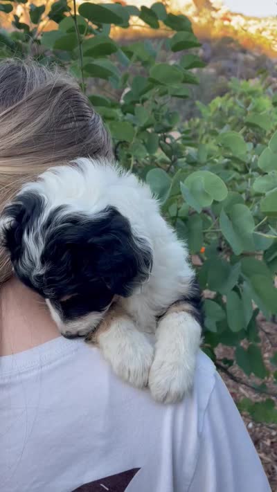 Poppy, a female Aussiedoodle and Miniature Aussiedoodle for sale in San Diego, CA – 6 of 8