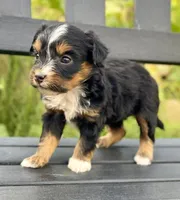 Raven, a female Aussiedoodle and Miniature Aussiedoodle for sale in Jamul, CA – 7 of 8