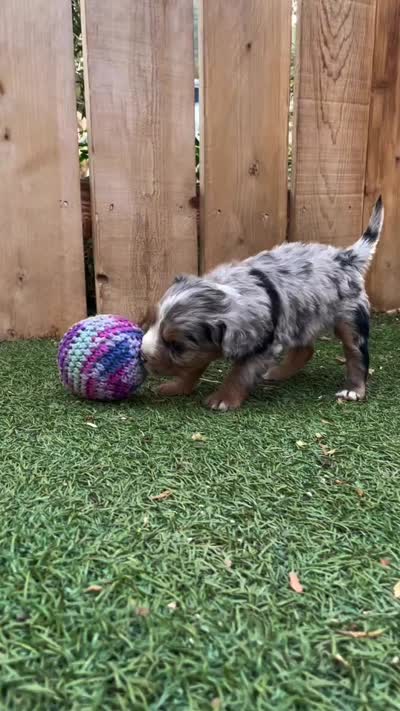 Autumn , a female Aussiedoodle and Miniature Aussiedoodle for sale in Jamul, CA – 8 of 10
