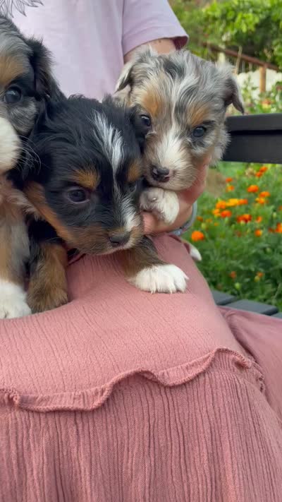 Autumn , a female Aussiedoodle and Miniature Aussiedoodle for sale in San Diego, CA – 3 of 3