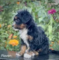 Raven, a female Aussiedoodle and Miniature Aussiedoodle for sale in Jamul, CA – 6 of 8