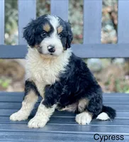 Cypress, a male Aussiedoodle and Miniature Aussiedoodle for sale in San Diego, CA – 3 of 6