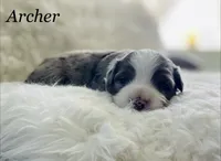 Archer, a male Aussiedoodle and Miniature Aussiedoodle for sale in San Diego, CA – 4 of 6