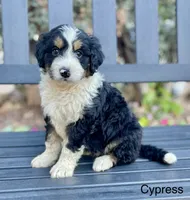 Cypress, a male Aussiedoodle and Miniature Aussiedoodle for sale in San Diego, CA – 1 of 6