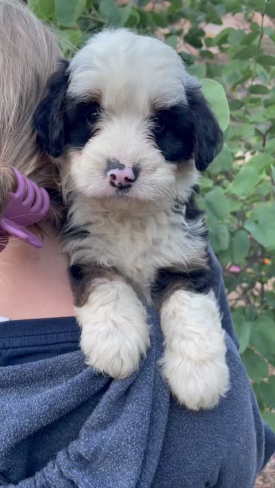 Orchid , a female Aussiedoodle and Miniature Aussiedoodle for sale in Jamul, CA – 5 of 5