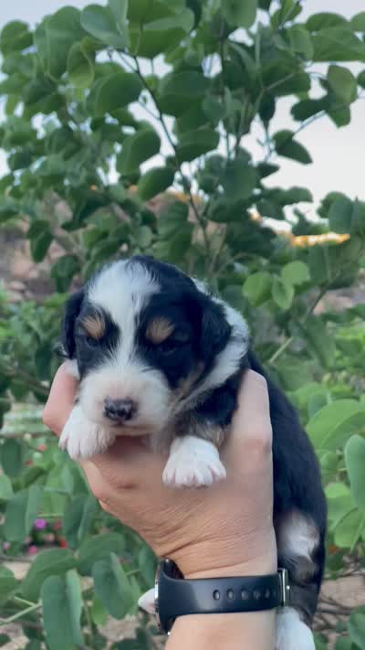 Daisy, a female Aussiedoodle and Miniature Aussiedoodle for sale in San Diego, CA – 6 of 6