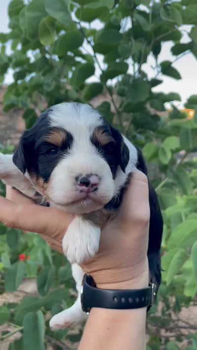 Rose, a female Aussiedoodle and Miniature Aussiedoodle for sale in San Diego, CA – 5 of 6