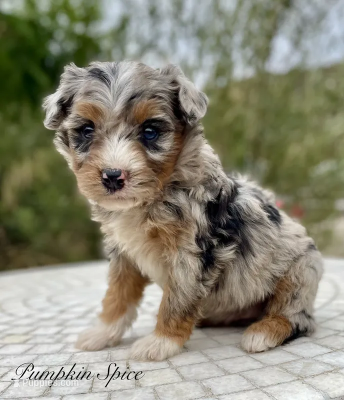 Pumpkin Spice ( one blue eye)  – Aussiedoodle, Miniature Aussiedoodle puppy for sale in San Diego, CA