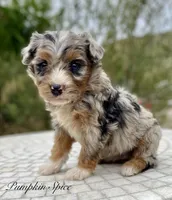 Pumpkin Spice ( one blue eye) , a female Aussiedoodle and Miniature Aussiedoodle for sale in San Diego, CA – 1 of 7