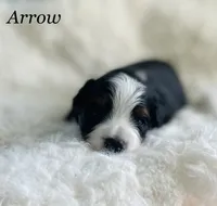 Arrow, a male Aussiedoodle and Miniature Aussiedoodle for sale in San Diego, CA – 4 of 5