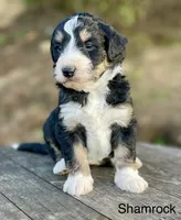 Shamrock, a male Aussiedoodle and Miniature Aussiedoodle for sale in San Diego, CA – 5 of 5