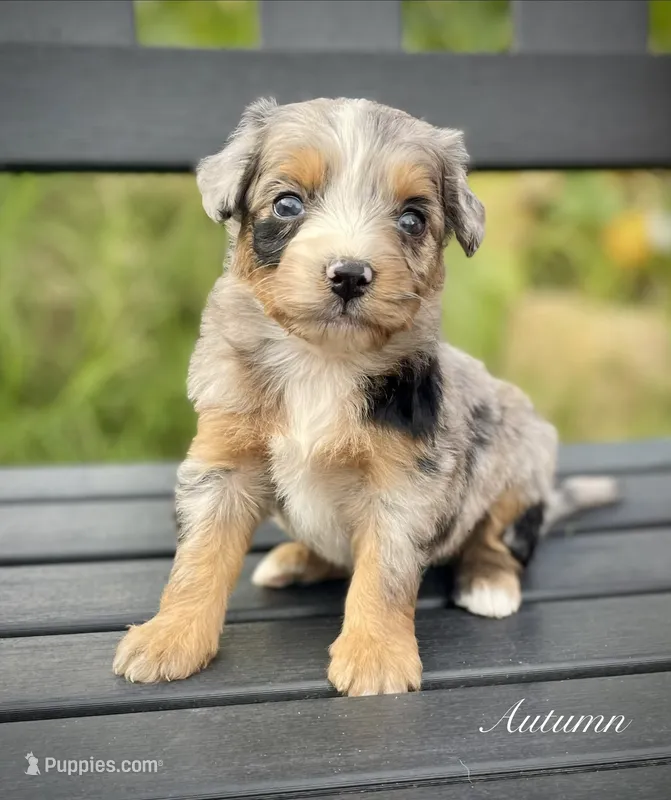 Autumn  – Aussiedoodle, Miniature Aussiedoodle puppy for sale in San Diego, CA