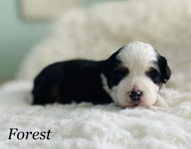 Forest , a male Aussiedoodle and Miniature Aussiedoodle for sale in San Diego, CA – 1 of 5