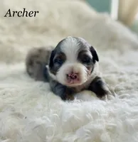 Archer, a male Aussiedoodle and Miniature Aussiedoodle for sale in San Diego, CA – 2 of 6