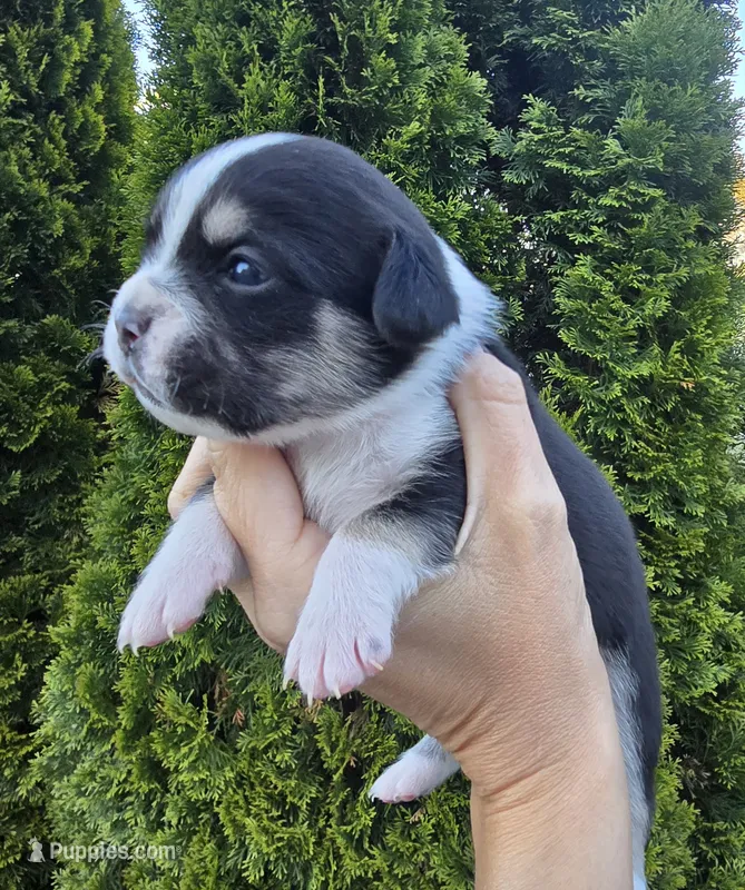Willow – French Bulldog, Pomsky puppy for sale in LaPorte, IN