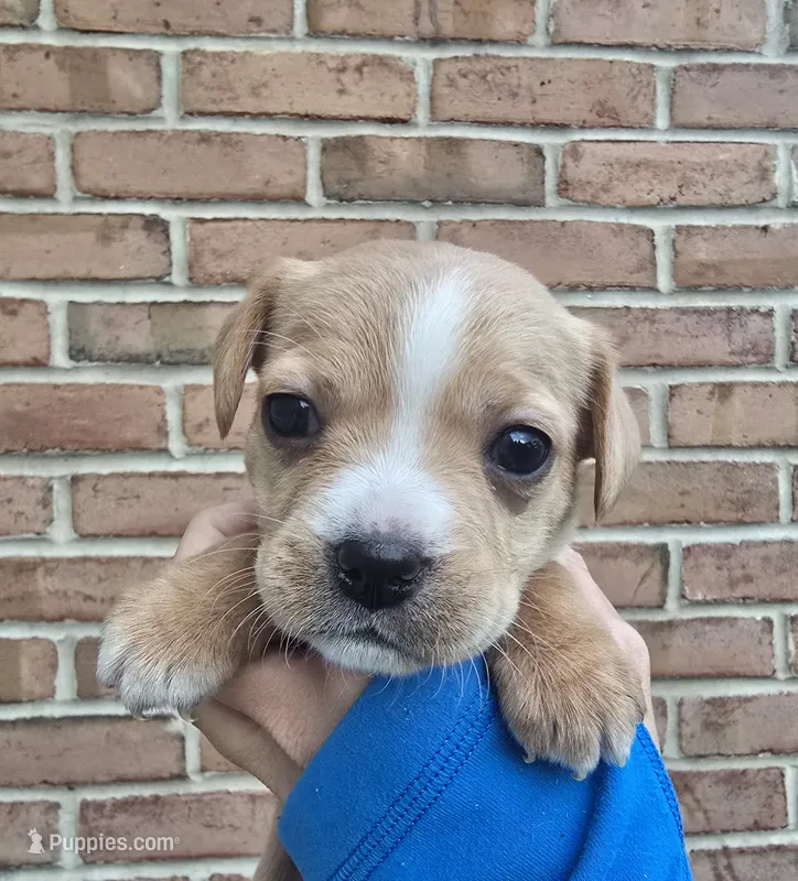 Dahlia – Cocker Spaniel, Pomsky puppy for sale in LaPorte, IN