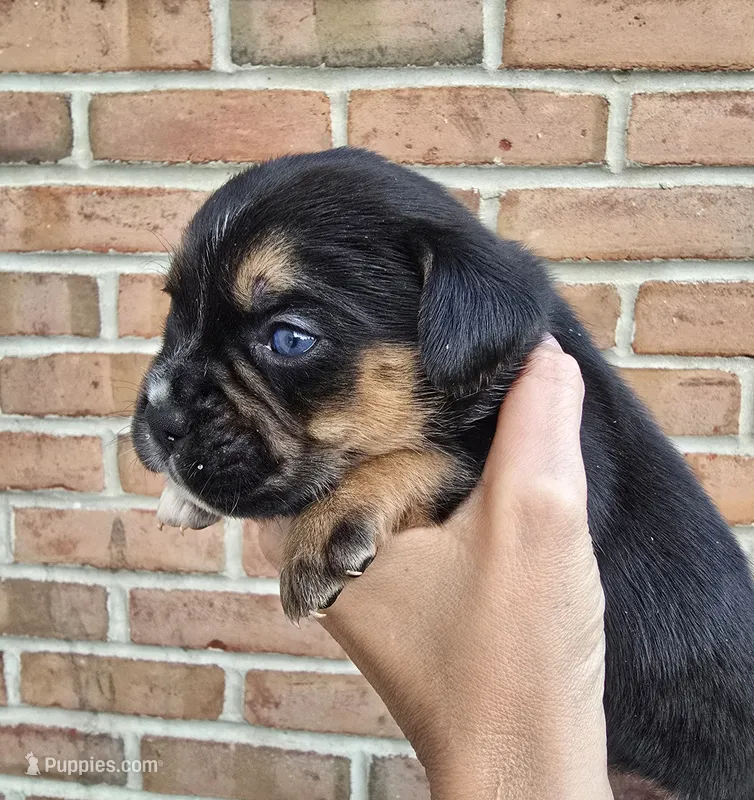 Sage – French Bulldog, Pomsky puppy on hold in LaPorte, IN
