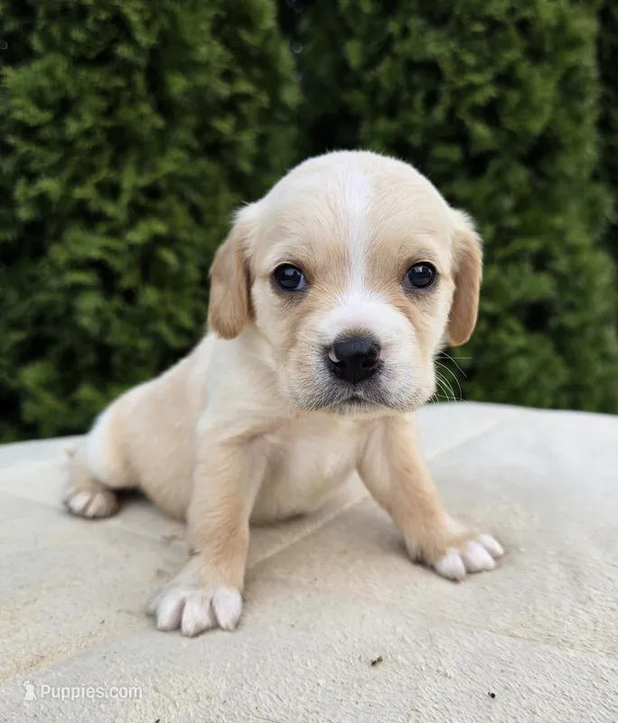 Blue – Cocker Spaniel, Pomsky puppy for sale in LaPorte, IN