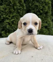 Blue, a male Cocker Spaniel and Pomsky for sale in LaPorte, IN – Photo 1 of 3