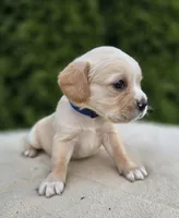 Blue, a male Cocker Spaniel and Pomsky for sale in LaPorte, IN – Photo 3 of 3