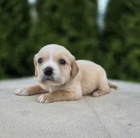 Blue, a male Cocker Spaniel and Pomsky for sale in LaPorte, IN – Photo 2 of 3