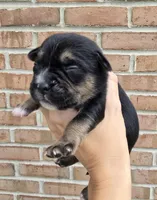 Sage, a female French Bulldog and Pomsky for sale in LaPorte, IN – 1 of 4
