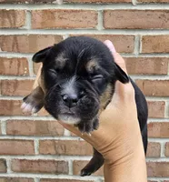 Sage, a female French Bulldog and Pomsky for sale in LaPorte, IN – 2 of 4